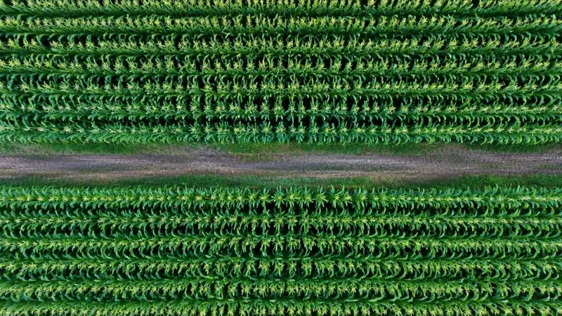 Vista aérea de lavoura e área rural